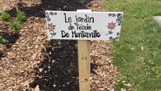 Jardin communautaire à l’école de Montarville