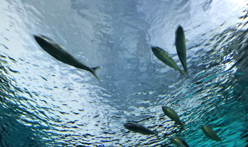 Écologie et environnement